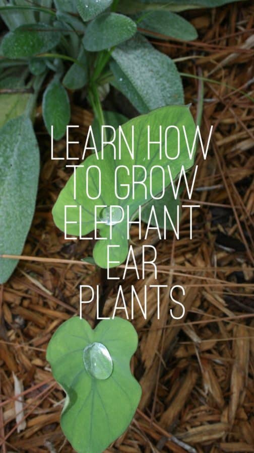 Best Fertilizer For Elephant Ear Plants - Indoor Plants for All Seasons: Beautiful Indoor Plants : Elephant ears do like their soil rich with organic compost and organic fertilizers.