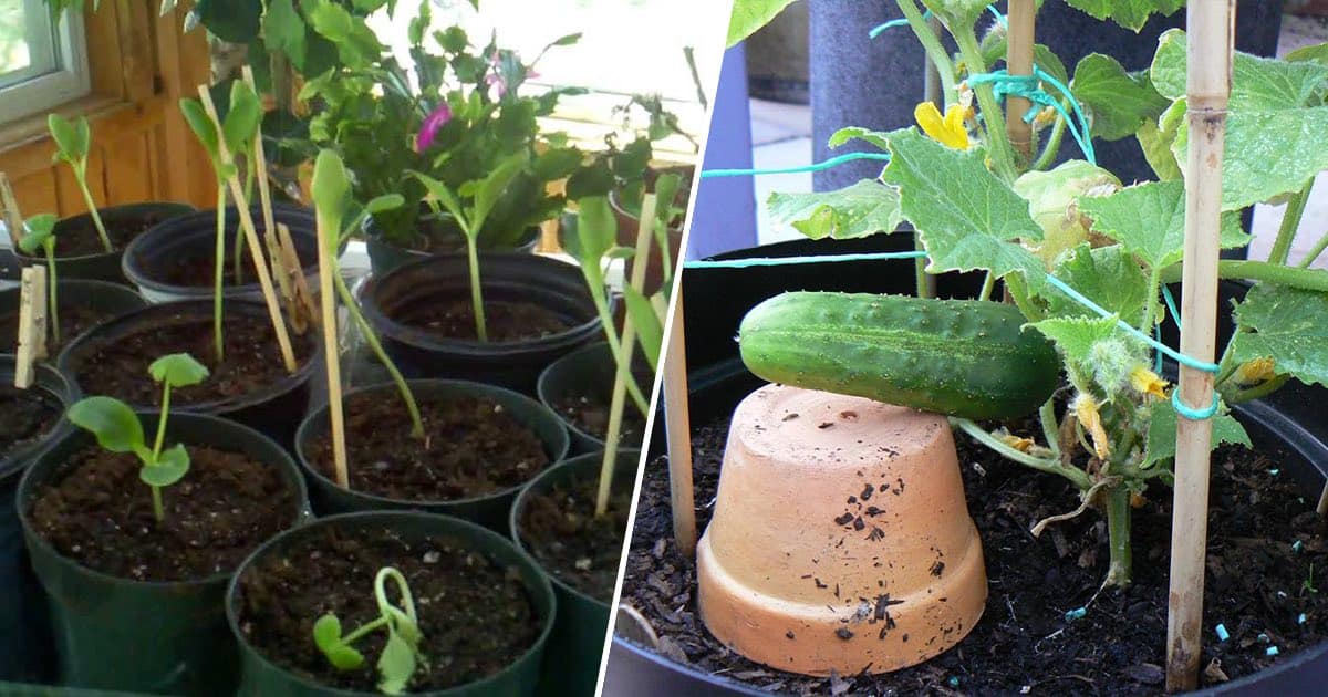 Grow Cucumbers in Pots with these easy tips Gardening Channel