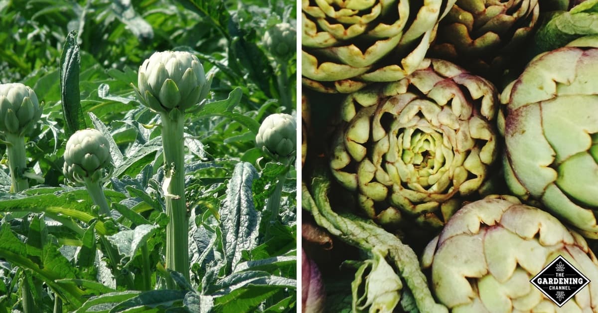 How to Grow Globe Artichokes Gardening Channel