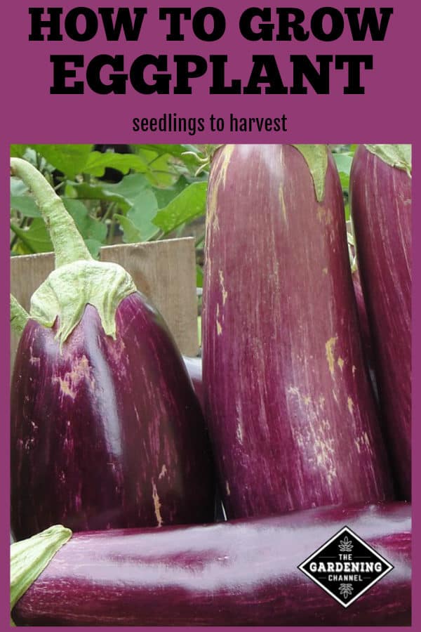 Growing Eggplants How to grow eggplant successfully in the garden.