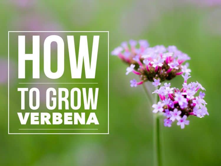 How to Grow Verbena Gardening Channel