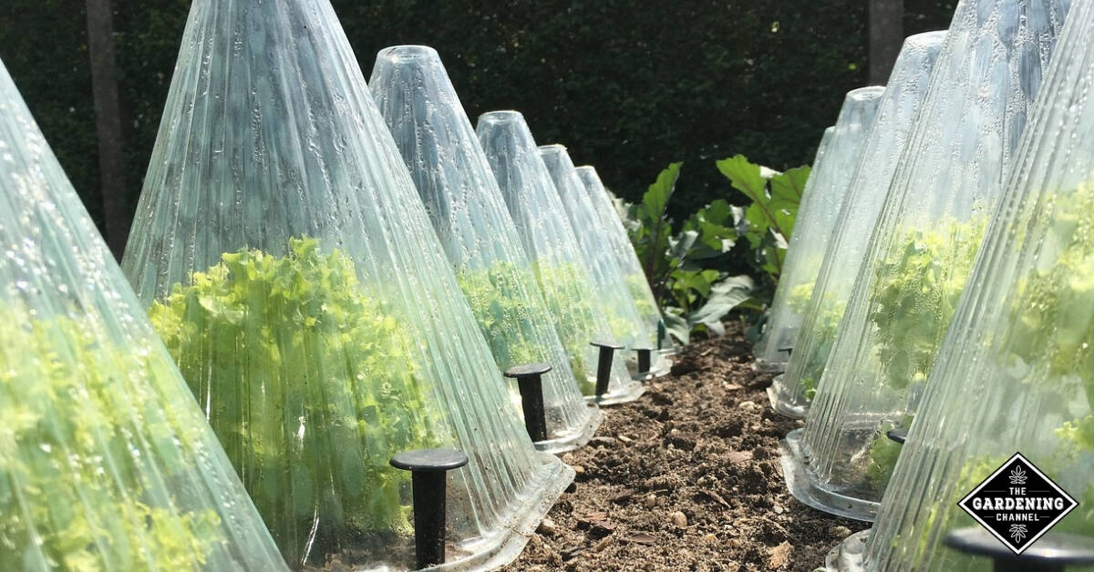 Biggest Gardening Problems and Mistakes for Beginners – and the Solutions!
