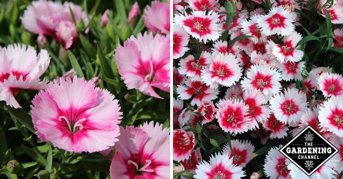 Growing Dianthus Gardening Channel