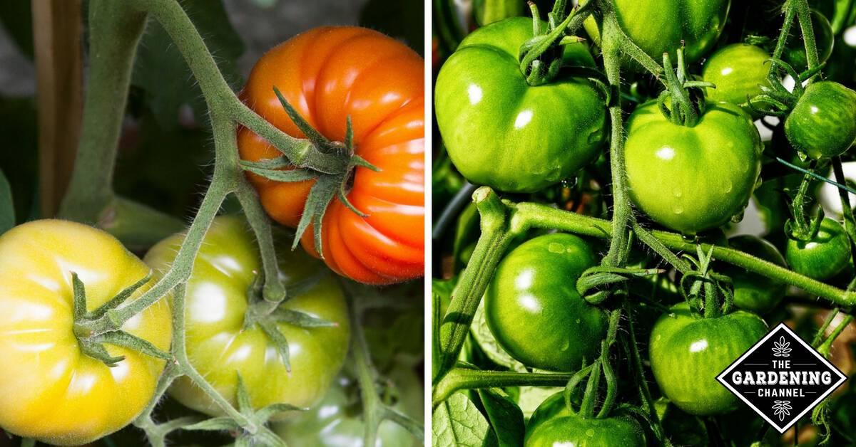 How to Protect Your Tomato Plants From Animals Gardening