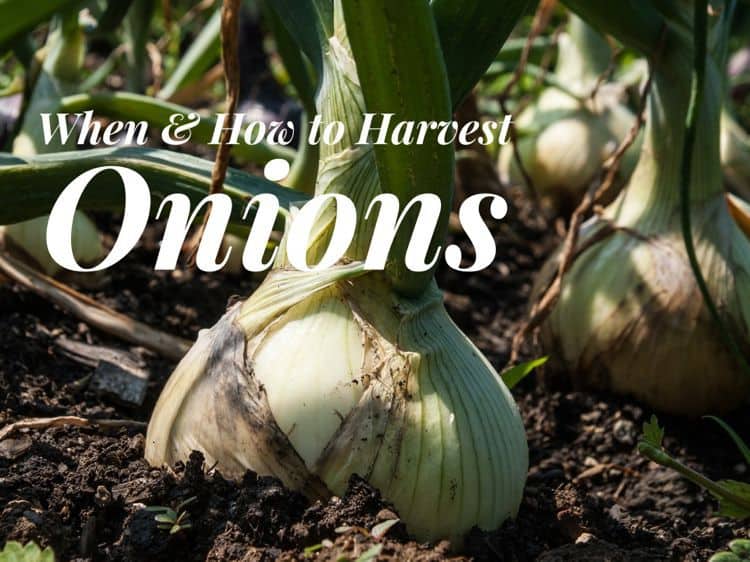 When and how to harvest onions gardening channel
