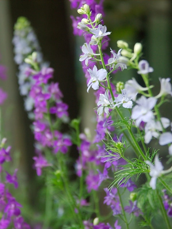 Learn to Grow Delphinium Flowers Gardening Channel