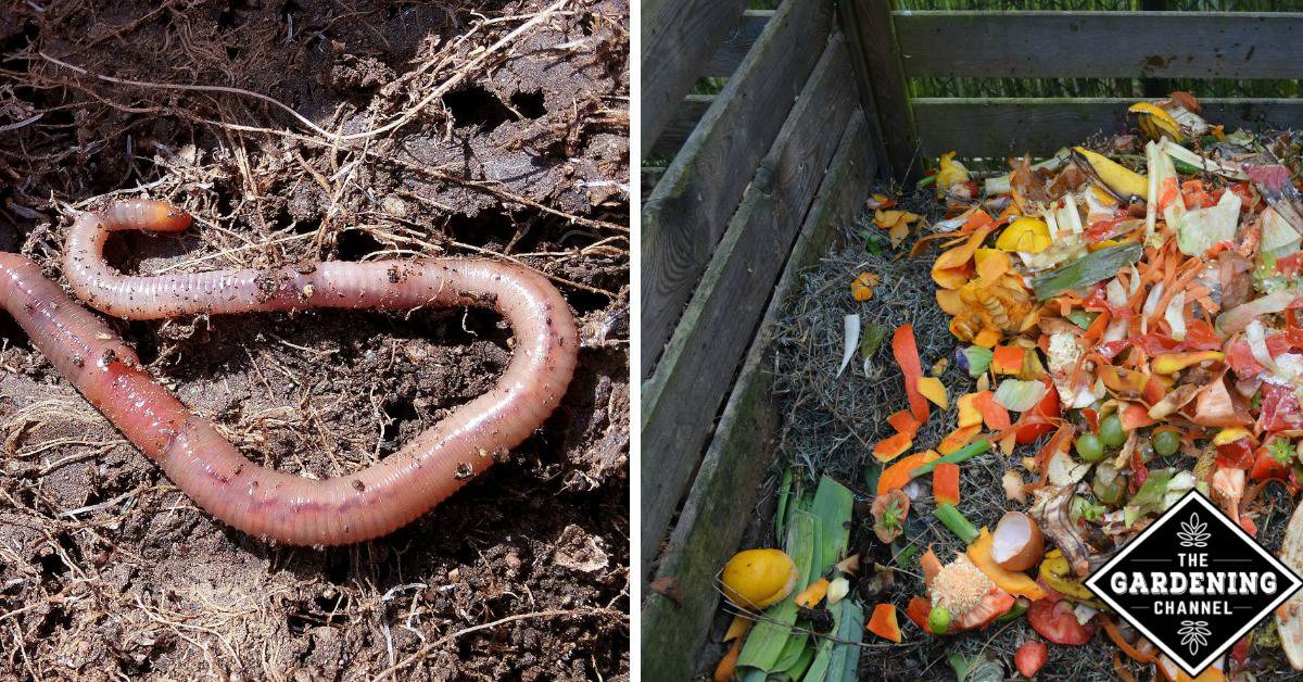 Worm Composting Made Simple Gardening Channel