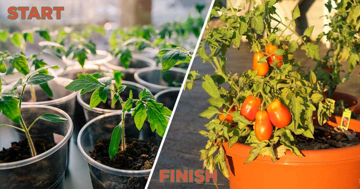 Growing Roma Tomatoes - Gardening Channel