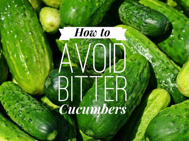 https://www.gardeningchannel.com/wp-content/uploads/2010/07/How-to-avoid-bitter-cucumbers.jpg