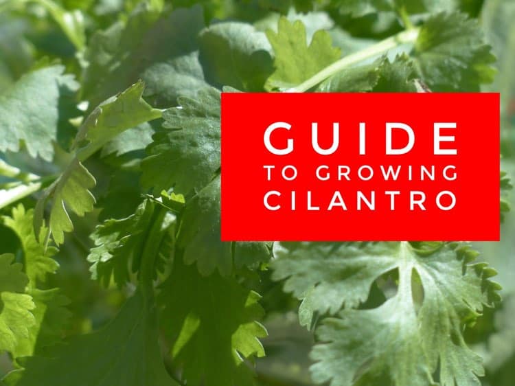 Grow Your Own Cilantro Gardening Channel