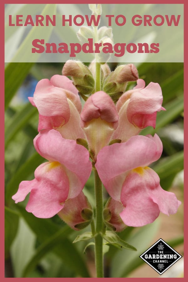 Growing Snapdragons Flowers A How To Guide Gardening Channel Growing Snapdragons Flowers A How To Guide Gardening Channel