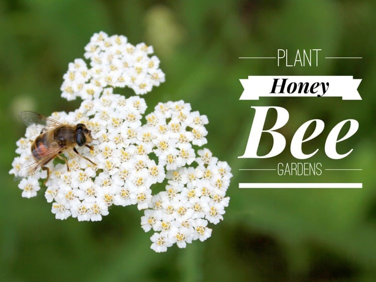 How to Grow a Honey Bee Garden Gardening Channel