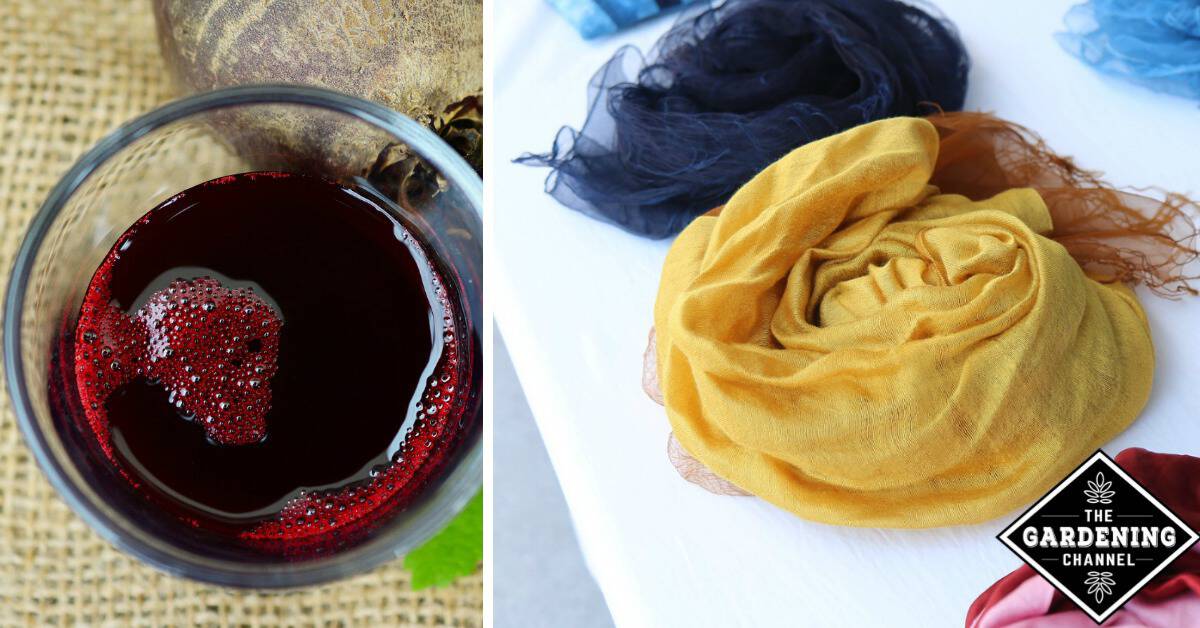 Making Natural Dyes From Fruits Making Natural Dyes From Fruits