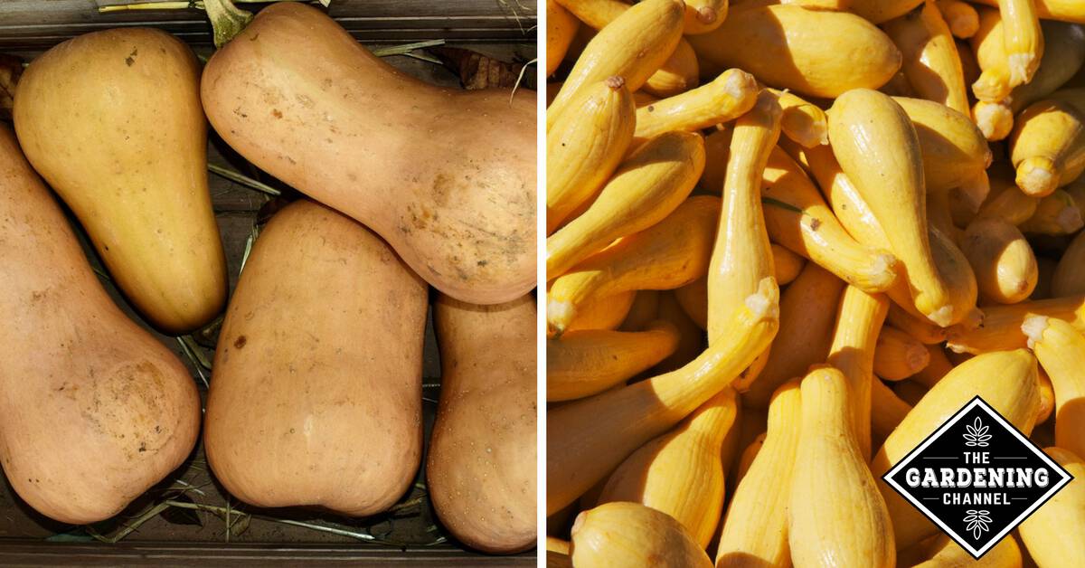 Storing Squash Gardening Channel