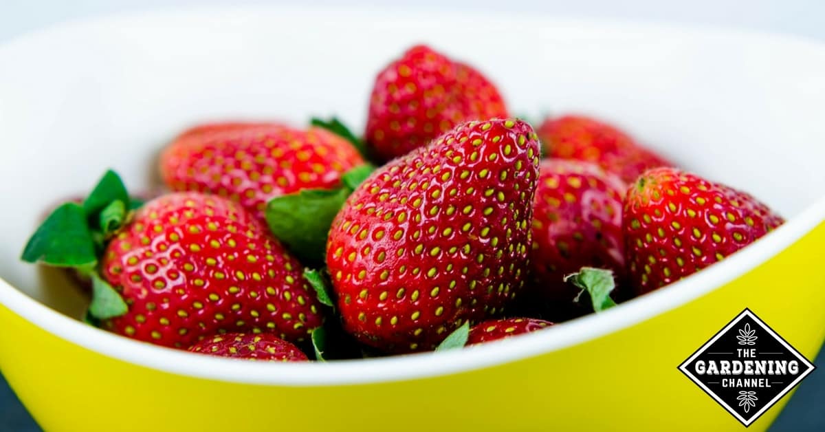 The Health Benefits of Strawberries Gardening Channel