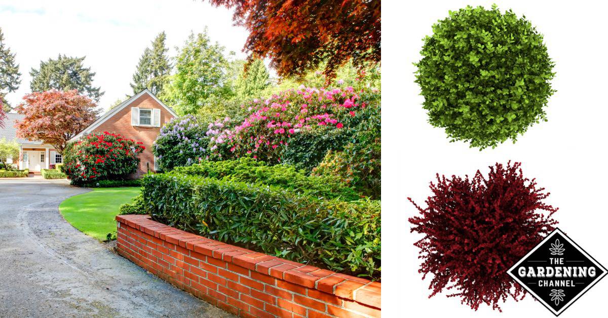 Landscaping shrubs hot sale