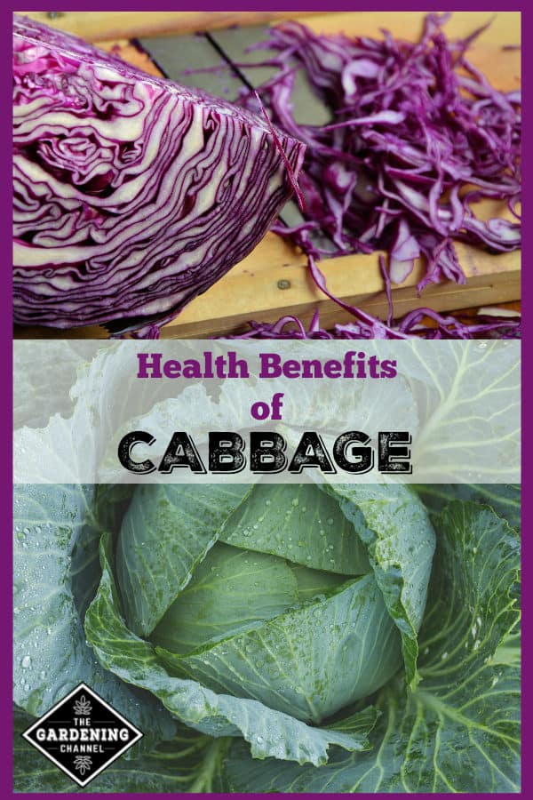 Health Benefits of Cabbage