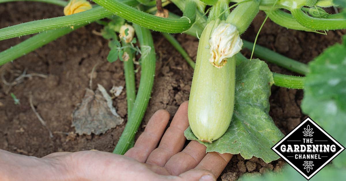 10 Types Of Garden Squash Gardening Channel 10 Types Of Garden Squash Gardening Channel