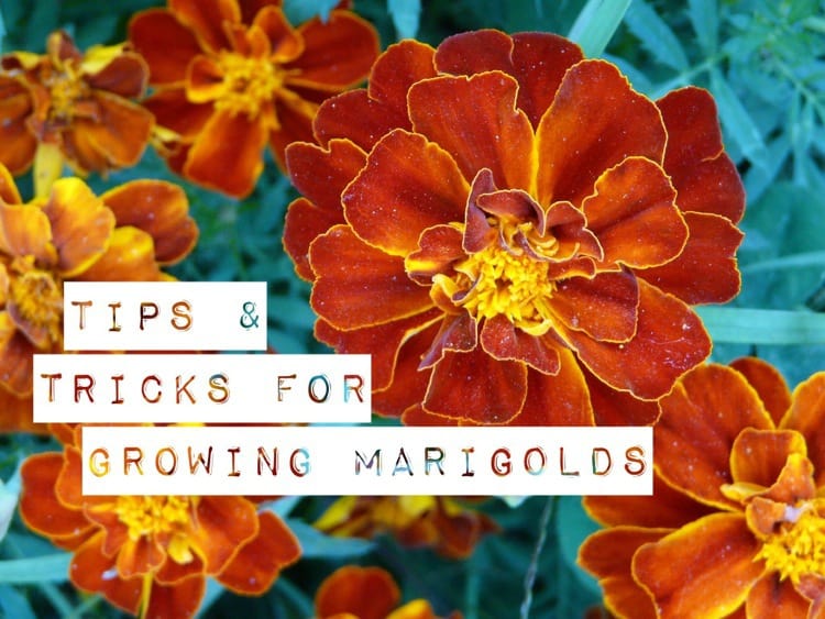 what are marigolds