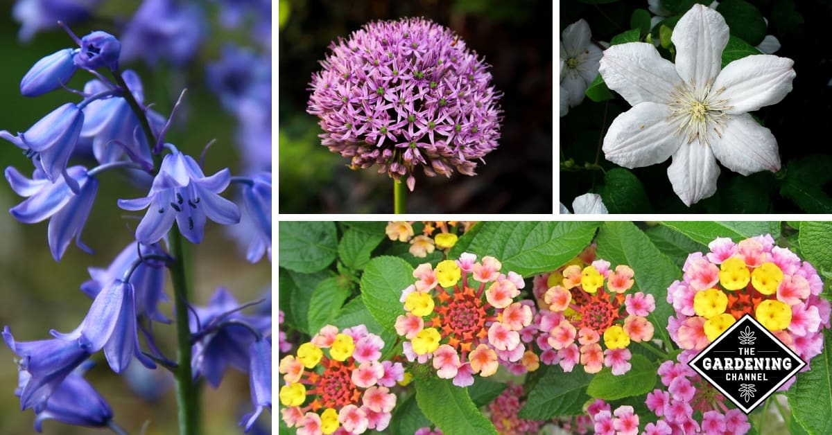 List Of Flower Names From A To Z