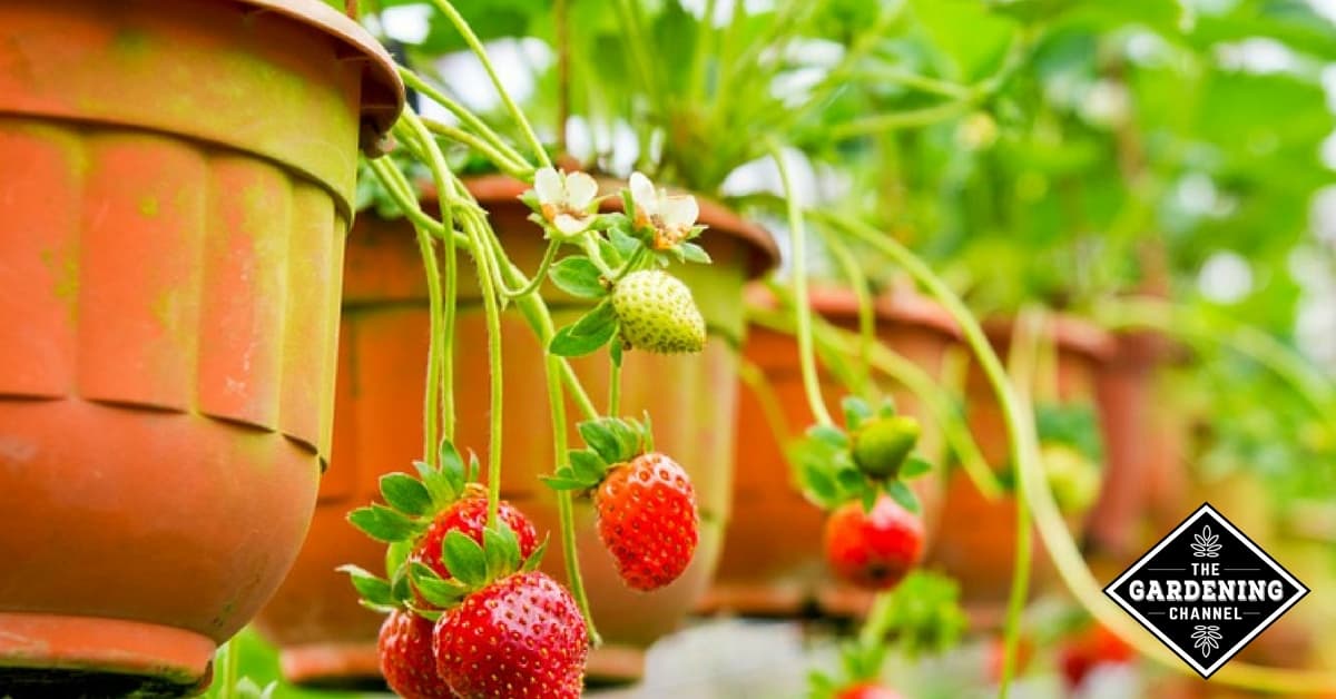 strawberry plants in pots