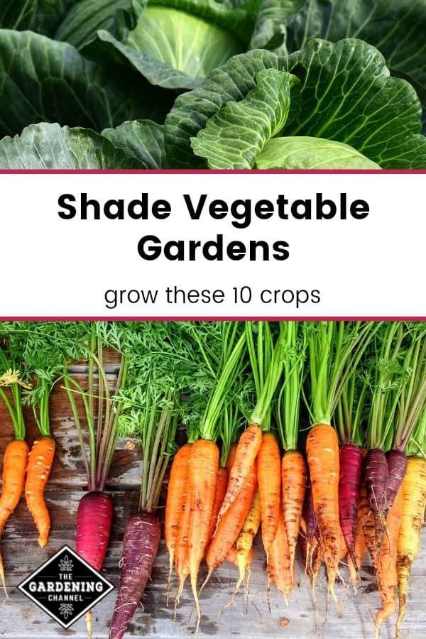Shade Vegetables Try These 10 Options!