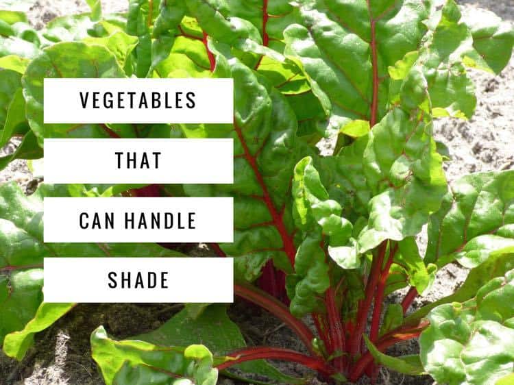 Shade Vegetables: Try These 10 Options! - Gardening Channel