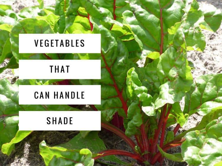 Shade Vegetables Try These 10 Options! Gardening Channel