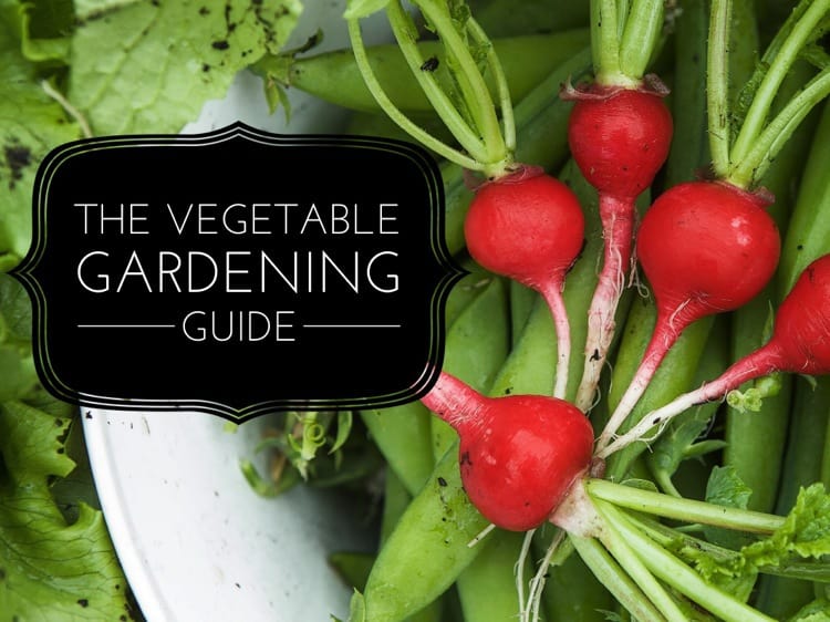 Growing a Home Vegetable Garden: A Comprehensive Guide - Gardening Channel