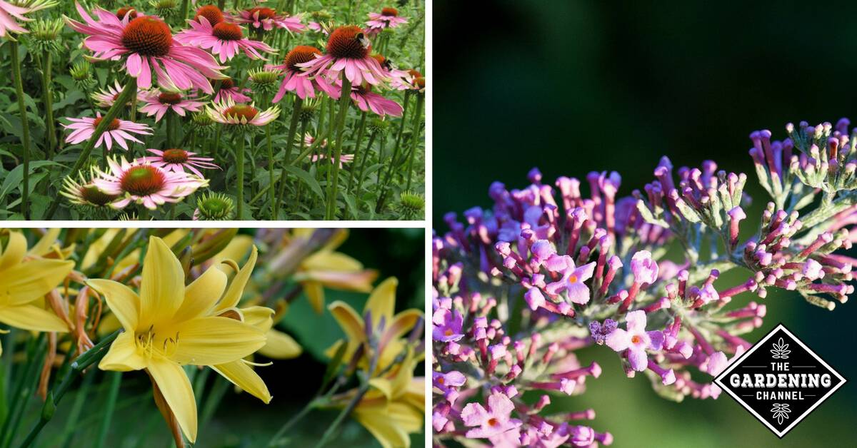 Inexpensive Perennial Flowers for Your Garden - Gardening Channel