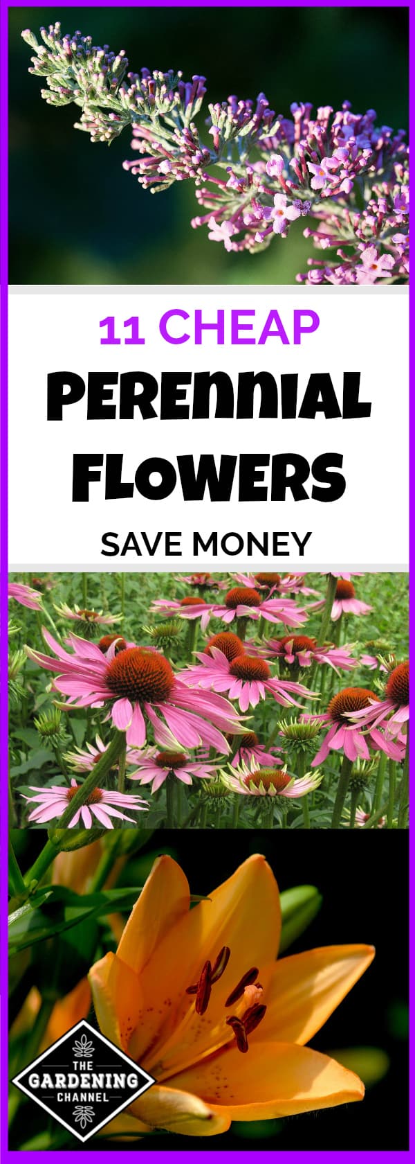 inexpensive perennial flowers Gardening Channel