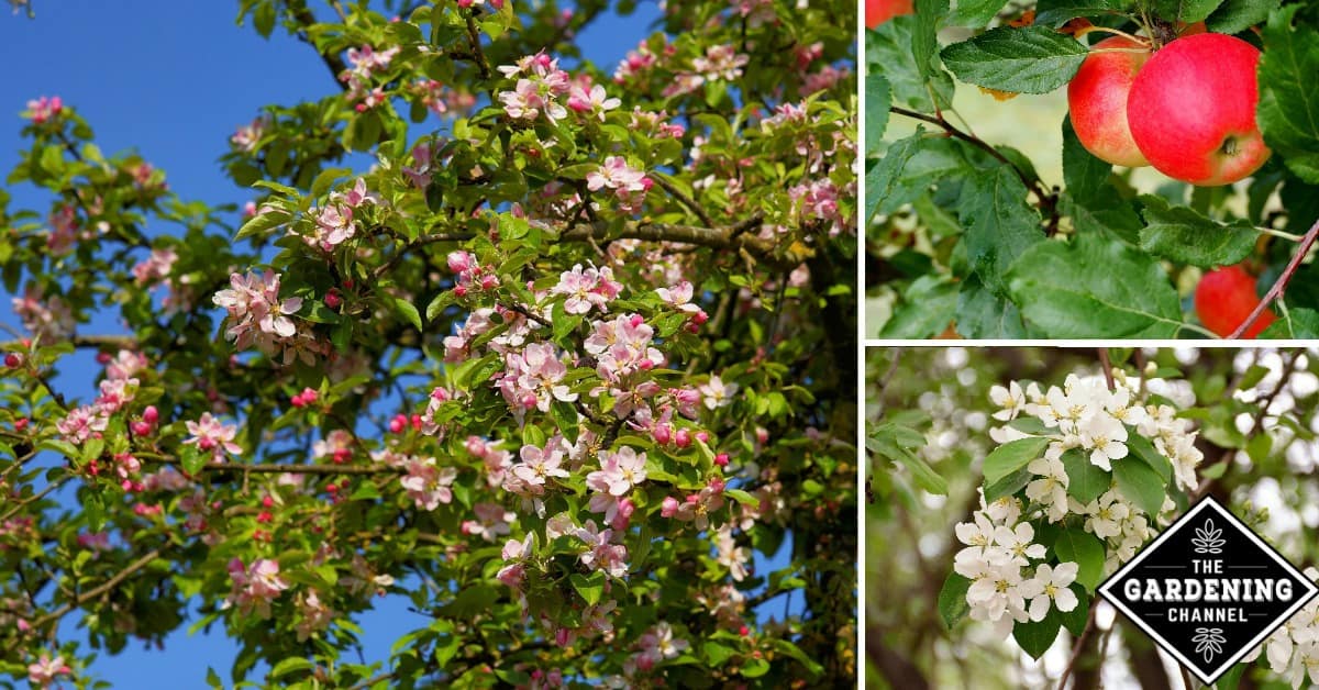 Common Diseases of Apple Trees, Explained Gardening Channel