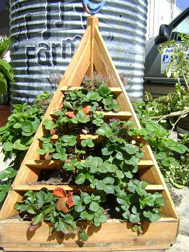 how to build a strawberry planter: tips and plans