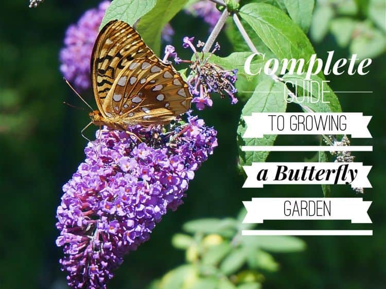 Complete guide to growing a butterfly garden Gardening Channel