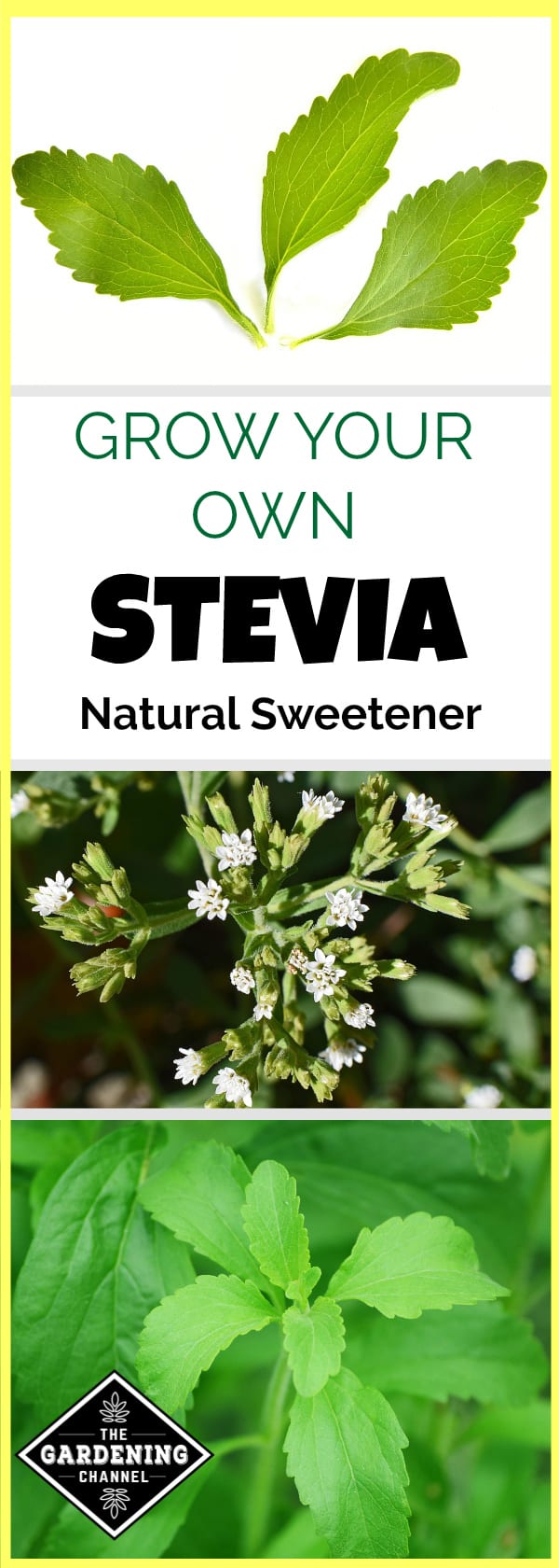 growing stevia natural sweetener Gardening Channel