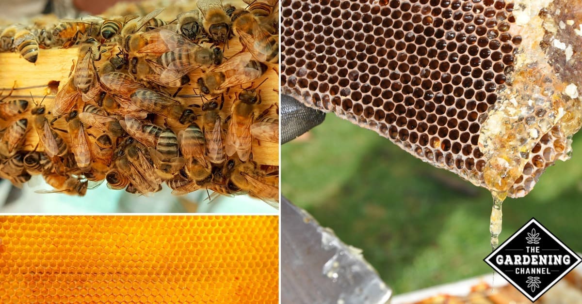 Raising Honeybees for Beginners Gardening Channel