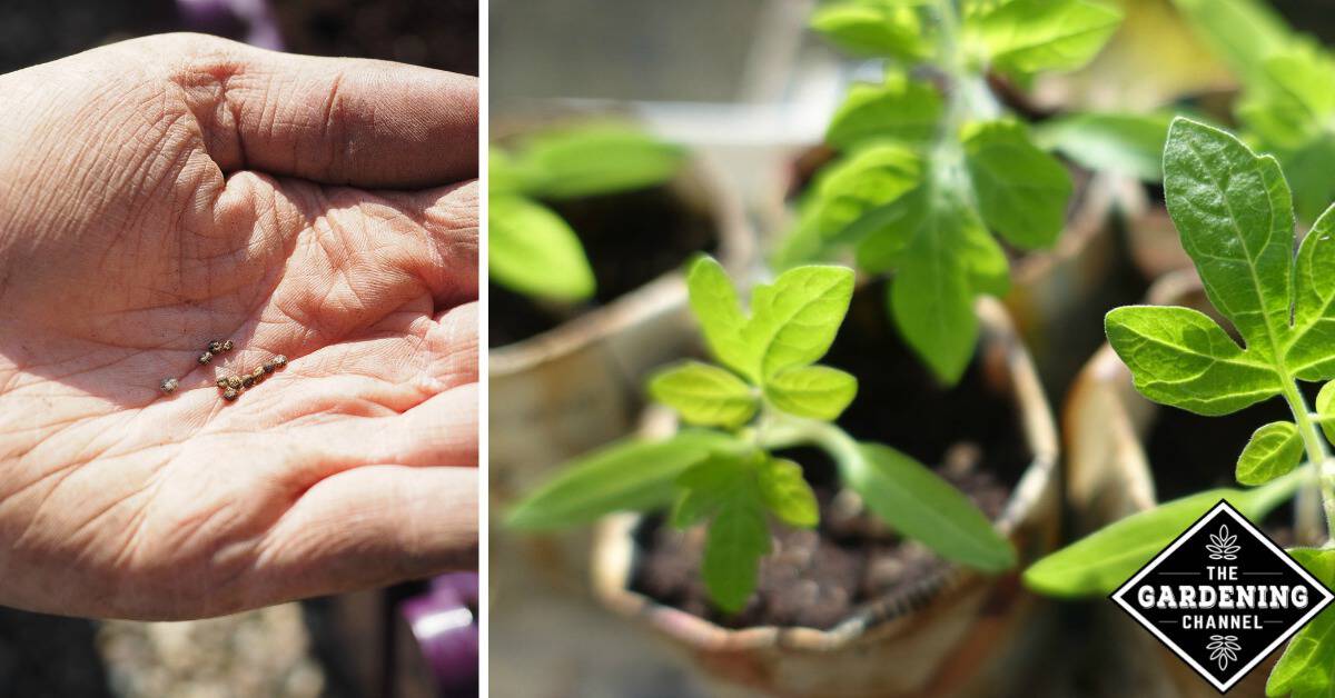 When To Start Your Seeds Gardening Channel