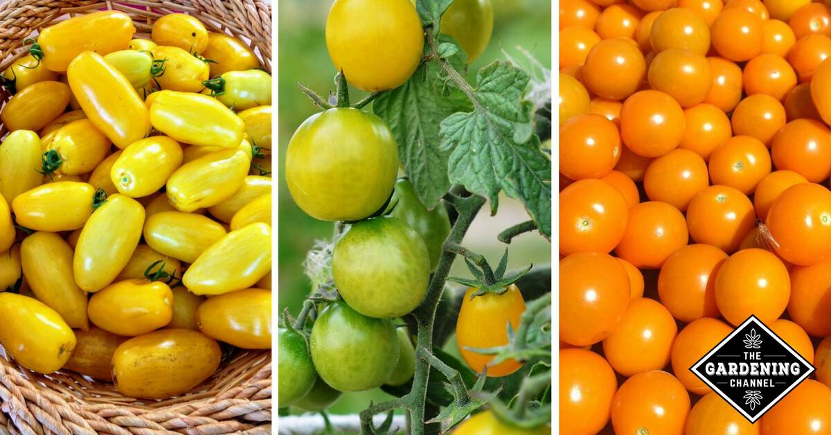 Yellow Tomatoes and Orange Tomatoes Best Varieties Gardening Channel