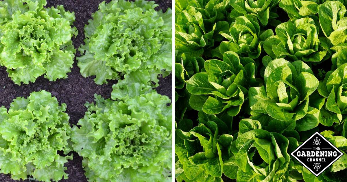 Preventing Bolted Lettuce Gardening Channel