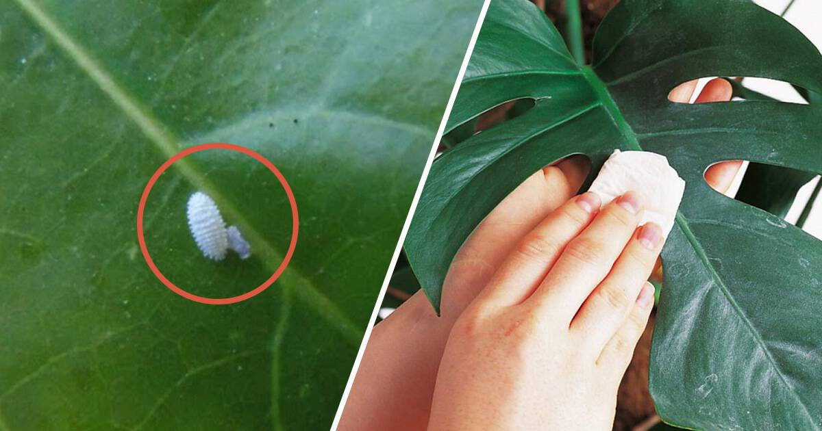 Houseplant Bugs: Identification and Control - Gardening Channel