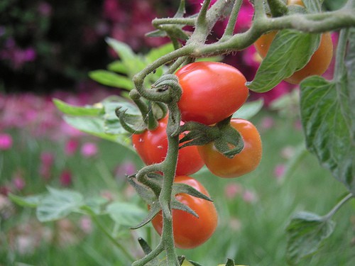 Tempting Tomatoes™ Tomato 'Garden Treasure' - Garden Crossings