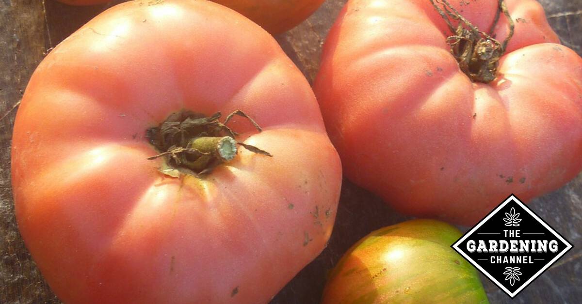 Guide to Growing Brandywine Tomatoes Gardening Channel