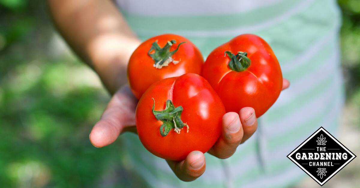 Guide to Growing Better Boy Tomatoes - Gardening Channel
