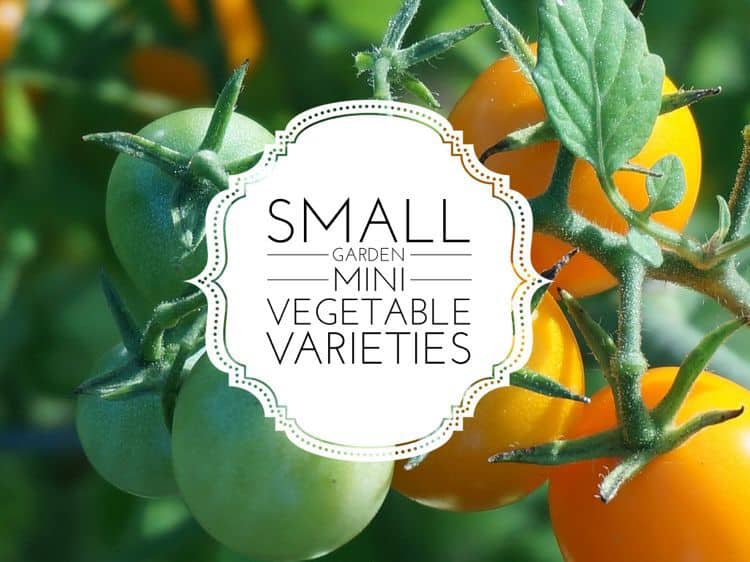 Small garden mini vegetable varieties Gardening Channel