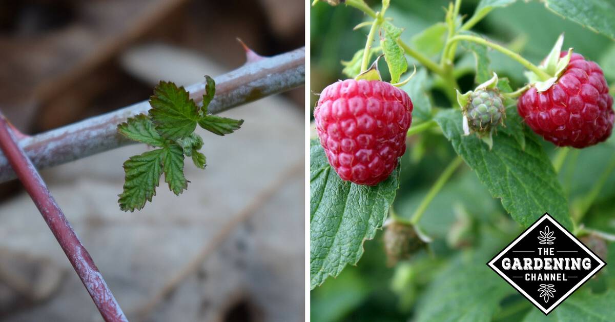 Protecting Strawberries and Raspberries in Winter Gardening Channel