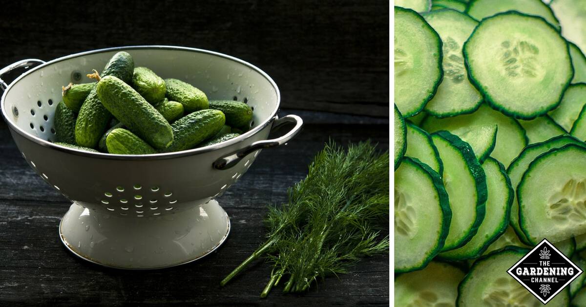 Cucumbers Calories and Nutritional Information Gardening Channel