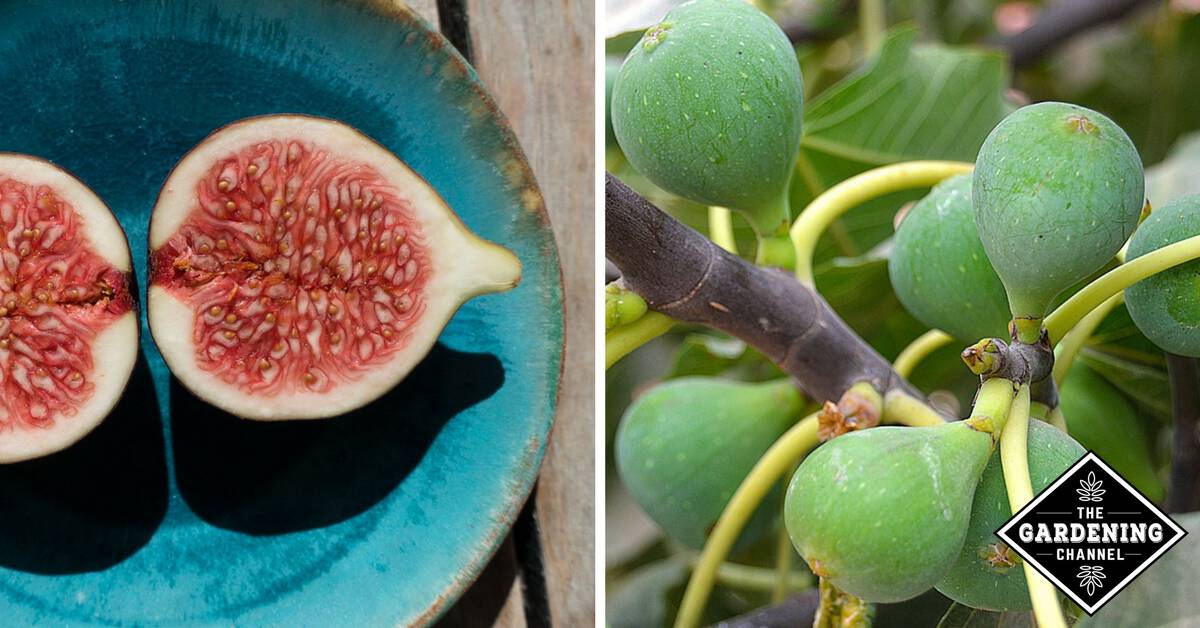 How to Grow Figs Gardening Channel