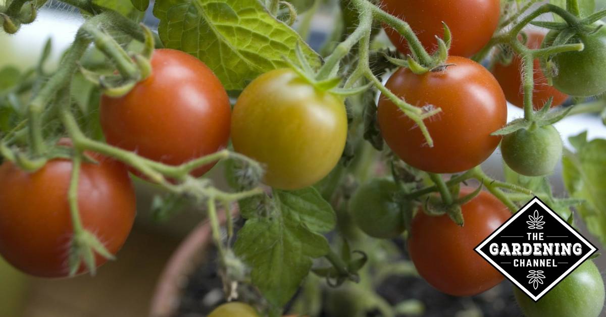 Growing Tomatoes in Pots Best Varieties Gardening Channel