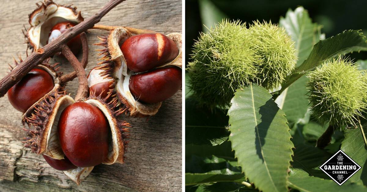 Chestnut Planting Tips
