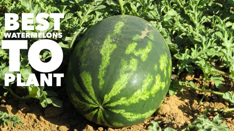 Best Watermelon Varieties to Plant - Gardening Channel